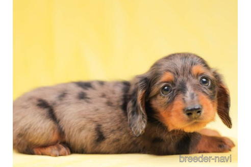 成約済の東京都のカニンヘンダックスフンド(ロングヘアード)-203758の2枚目